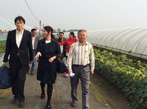 日本专家和沈阳葡萄专家到农场考察交流